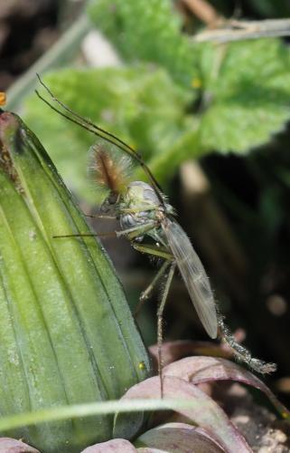 Chironomus sp.